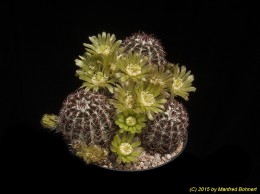 Echinocereus viridiflorus 1271